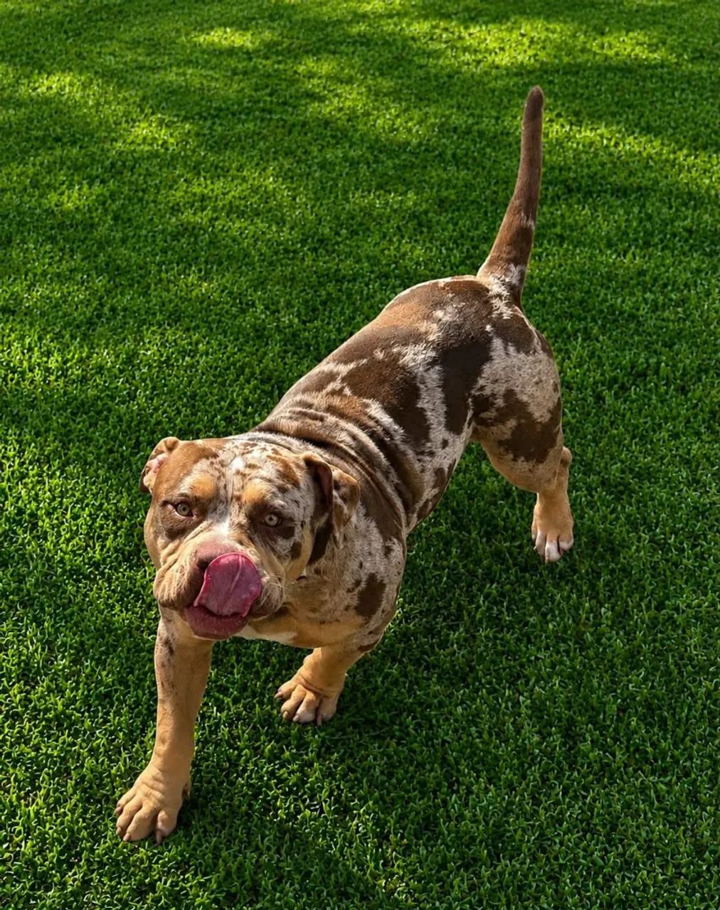 Cão American Bully exótic - Foto 4