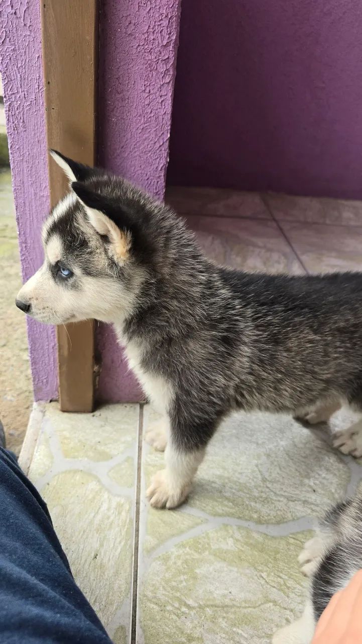 Husky Siberiano ?  - Foto 2