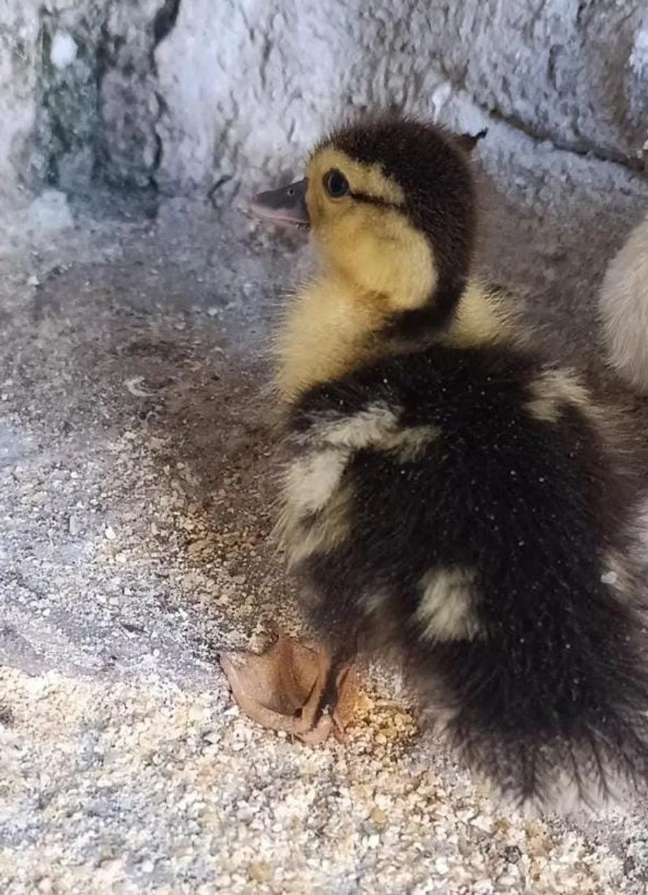 Pato filhote 