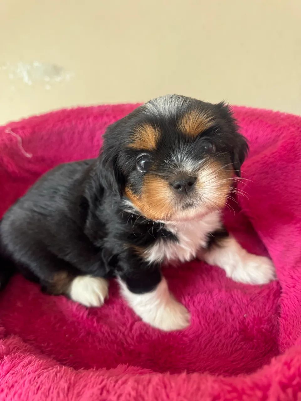Shih tzu - Foto 4