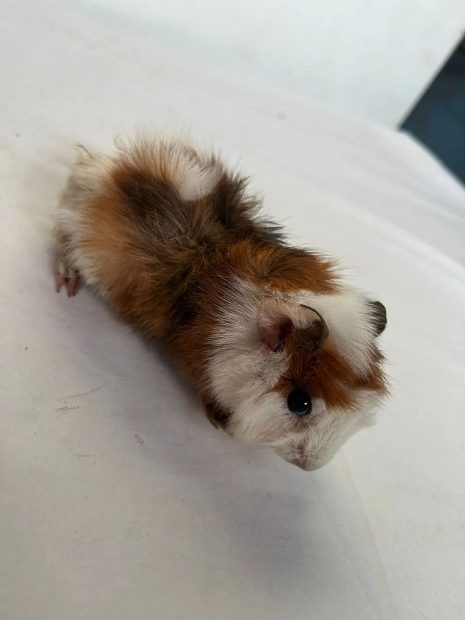 Porquinho da índia  - Foto 3