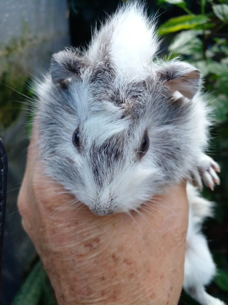 Porquinho da India - Foto 2