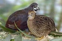 Codorna 