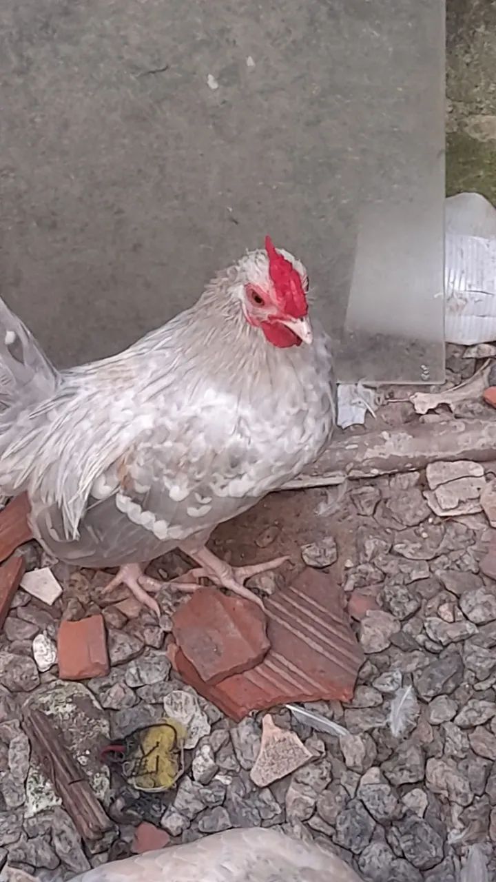 2 galinhos pequenos  - Foto 3