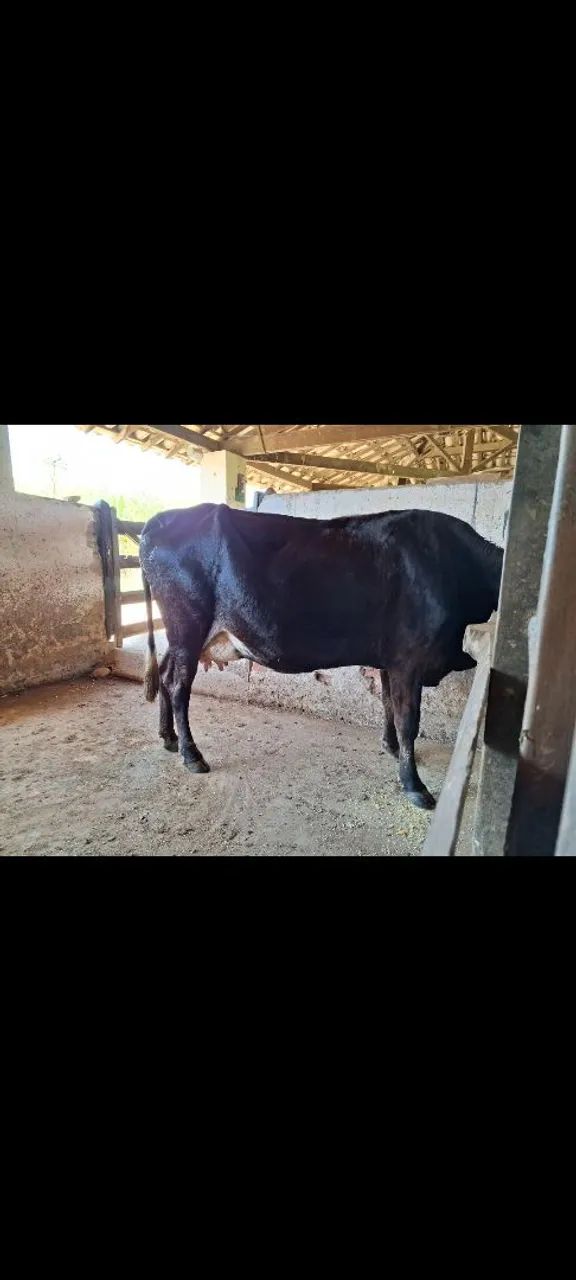 Vaca a venda - Foto 3