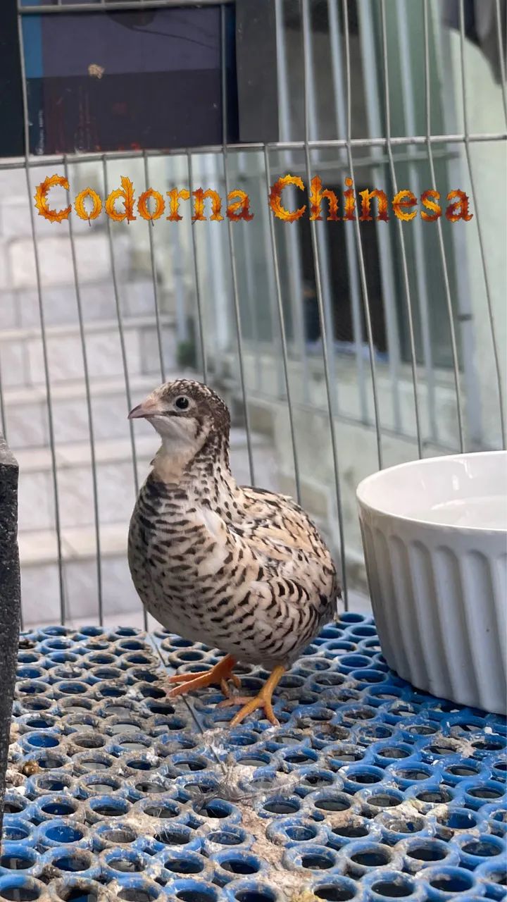 Codorna chinesa  - Foto 4