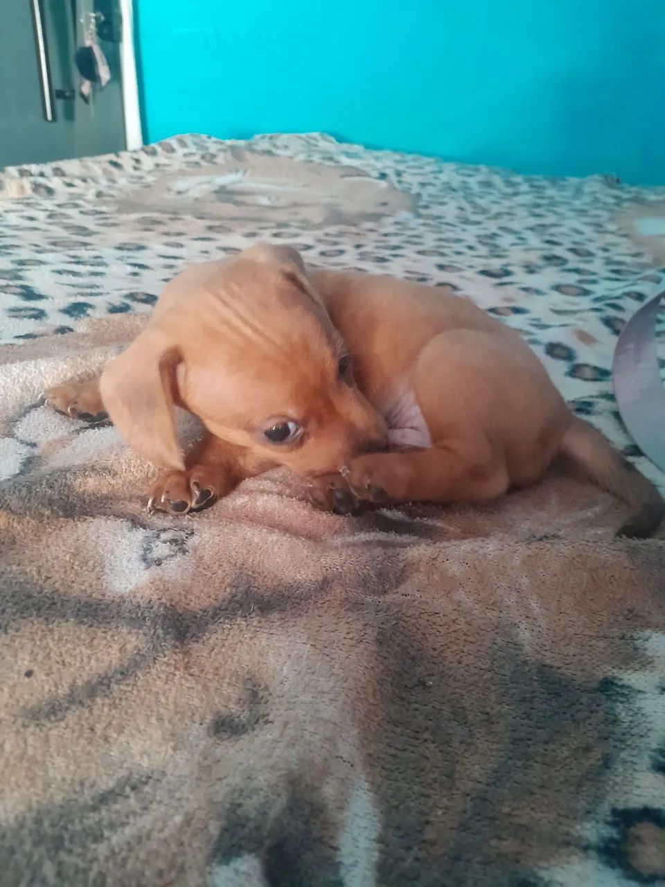 Vendo esse cachorro  - Foto 5