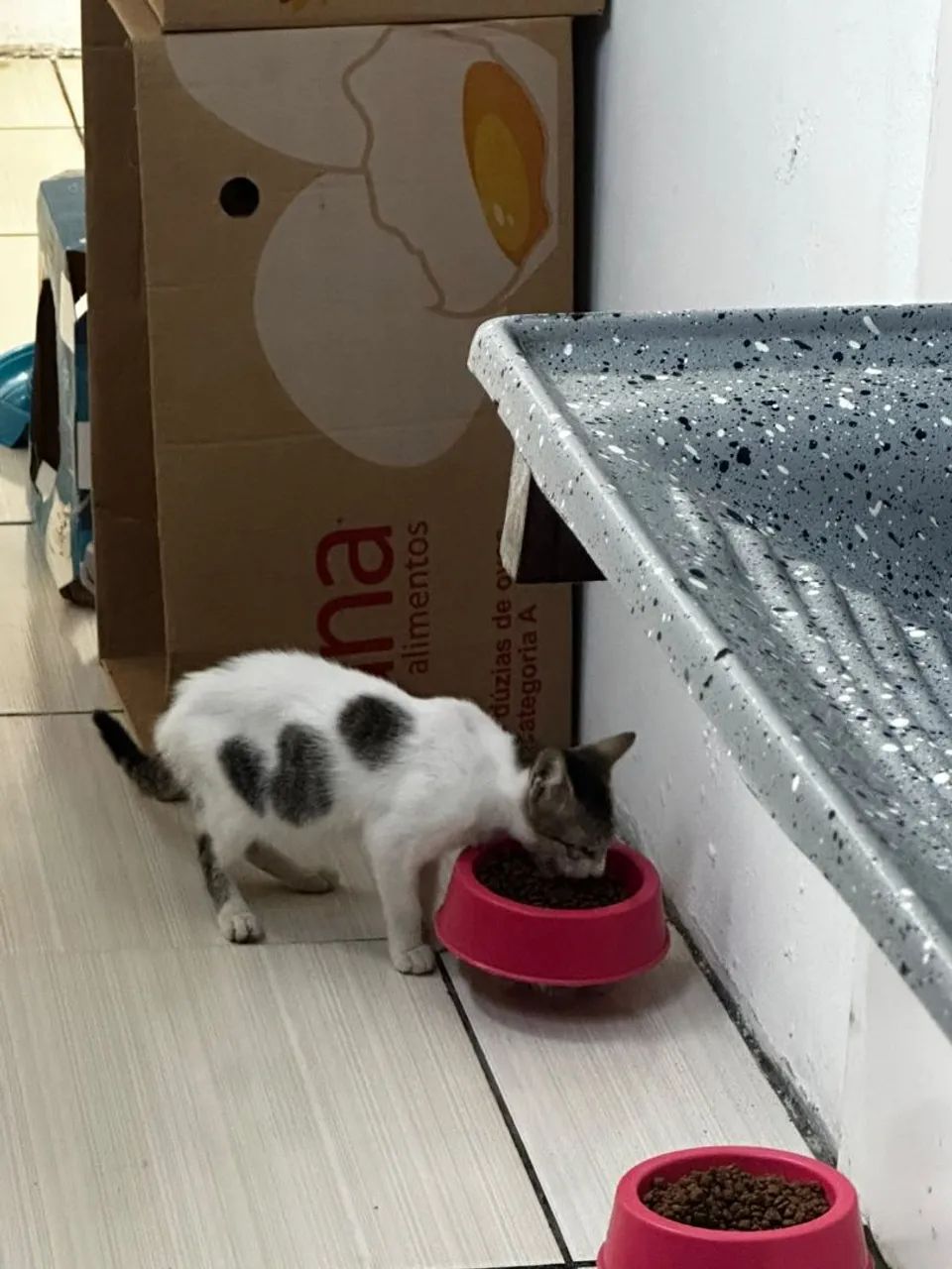 Adoção responsável  - Foto 4