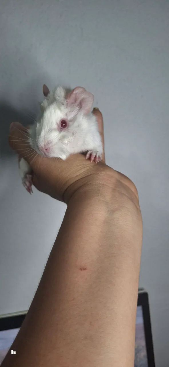 Pet - Foto 4