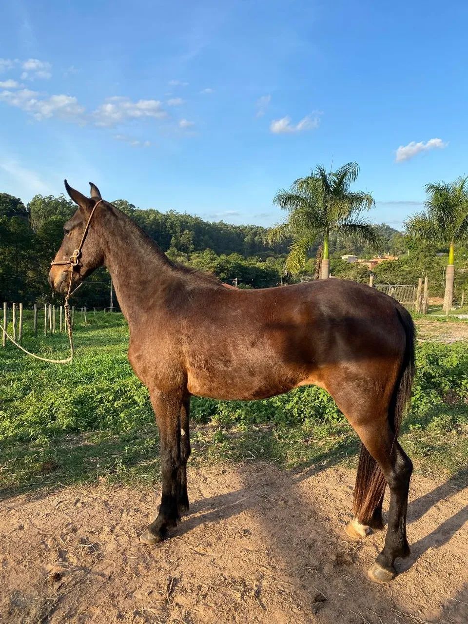 POTRA LUXO (marcha picada) - Foto 2