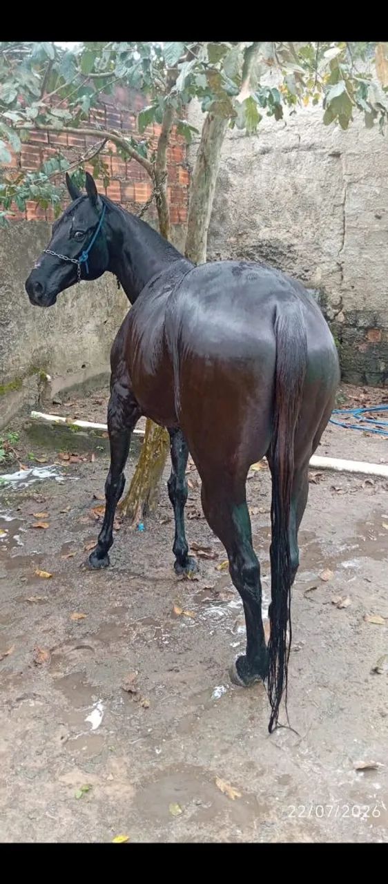 Cavalo QM - Foto 4