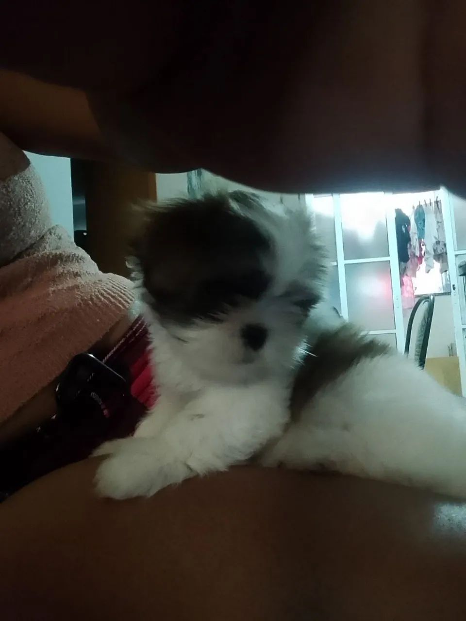 Pet - Foto 2