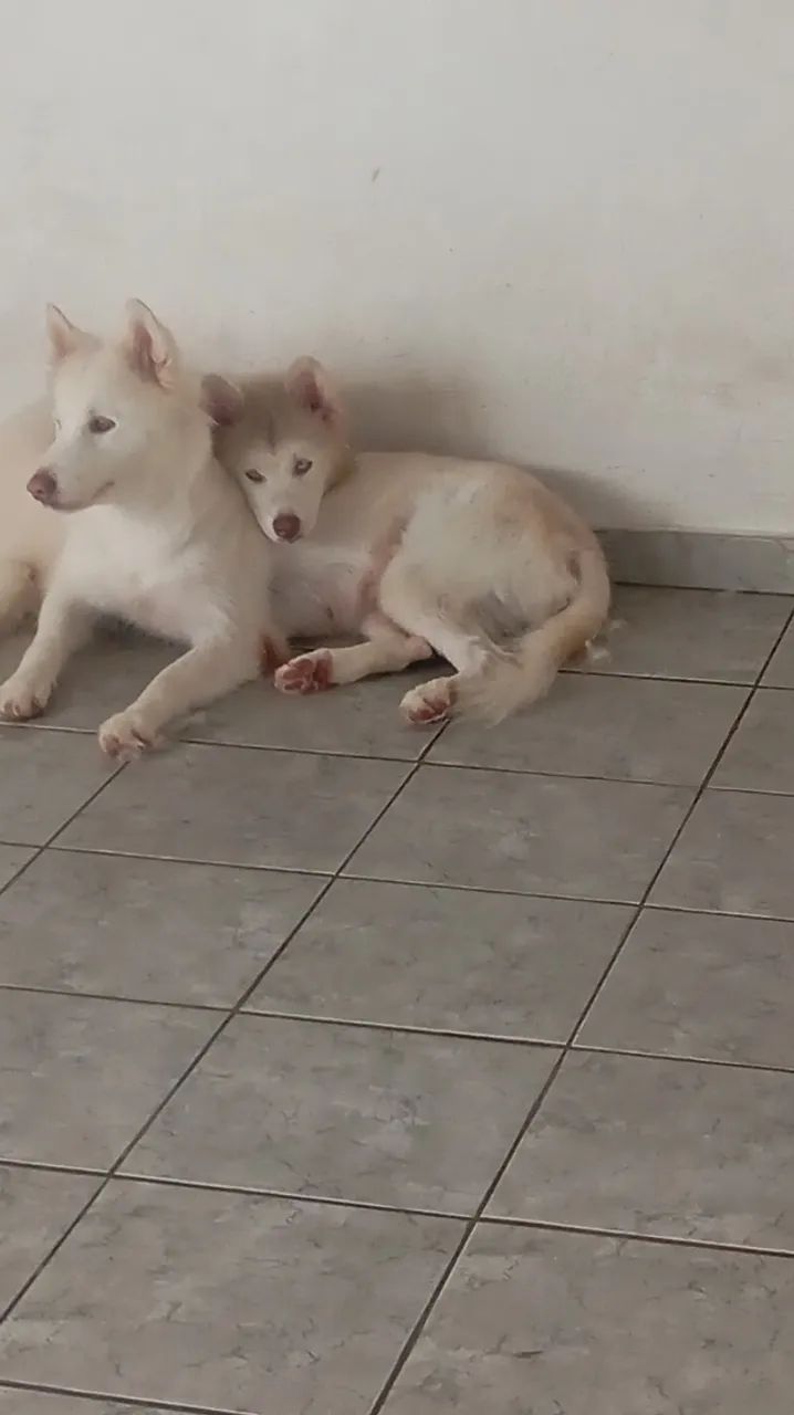 Husky 
