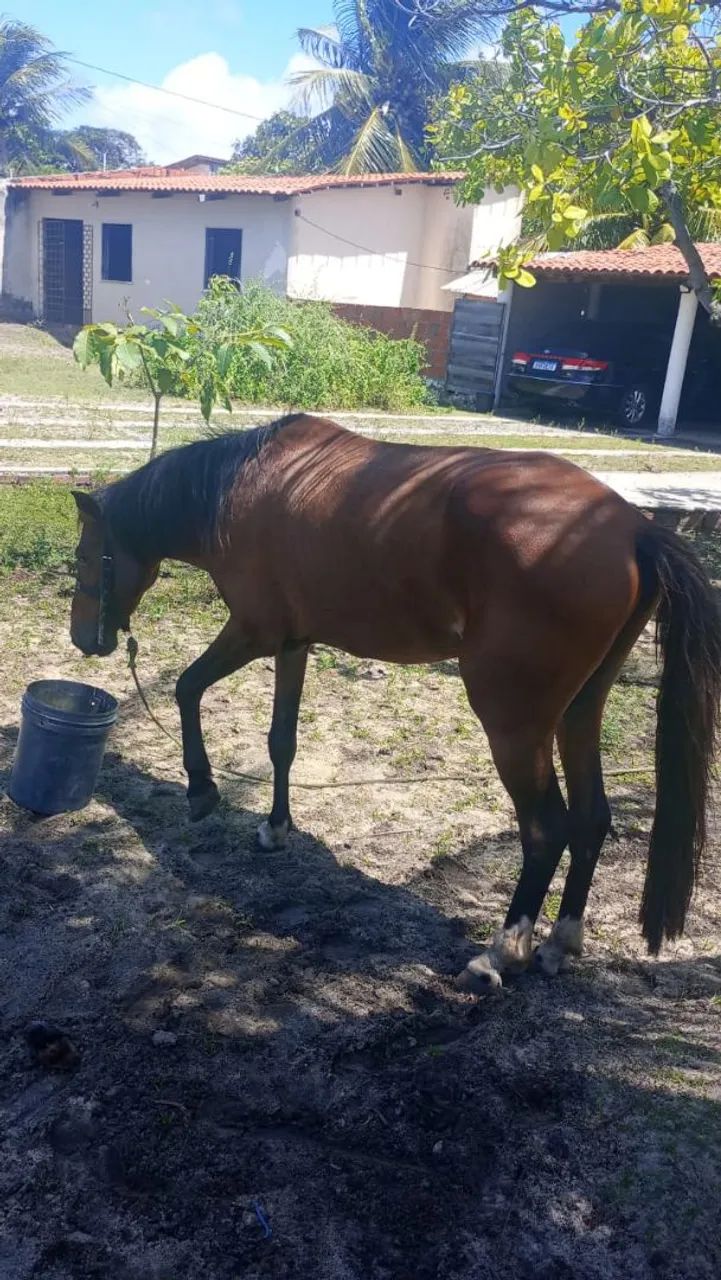Vendo cavalo - Foto 2