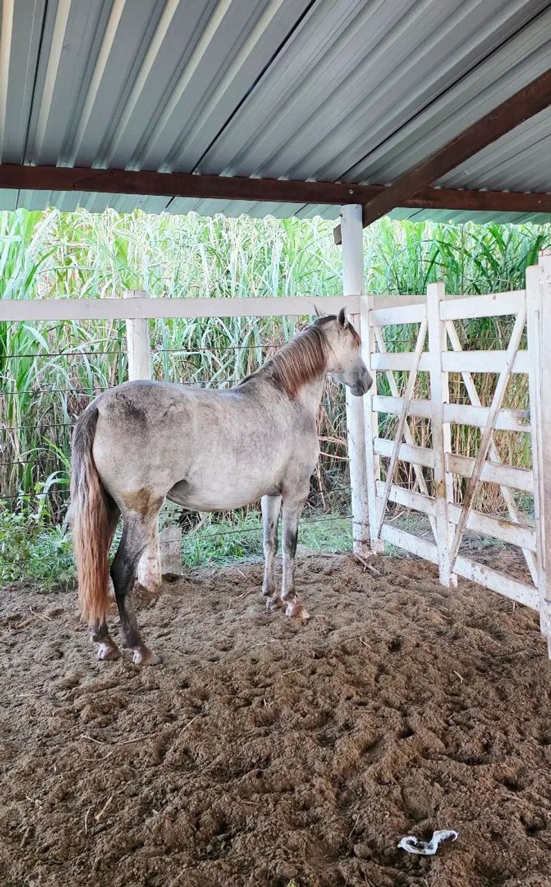 Égua tordilha MM c/documento