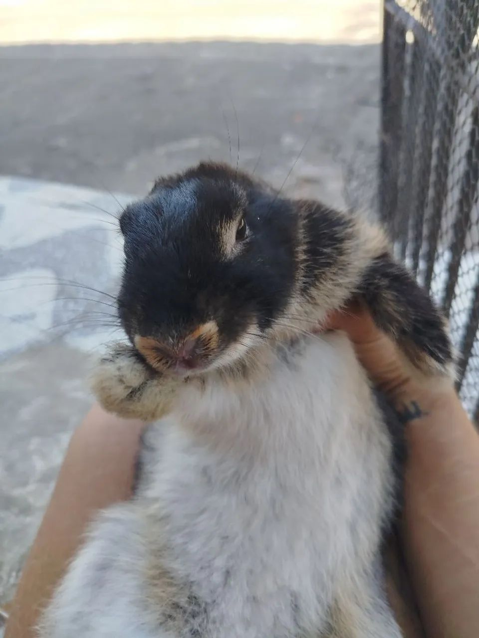 Dou uma coelhinha super dócil - Foto 2