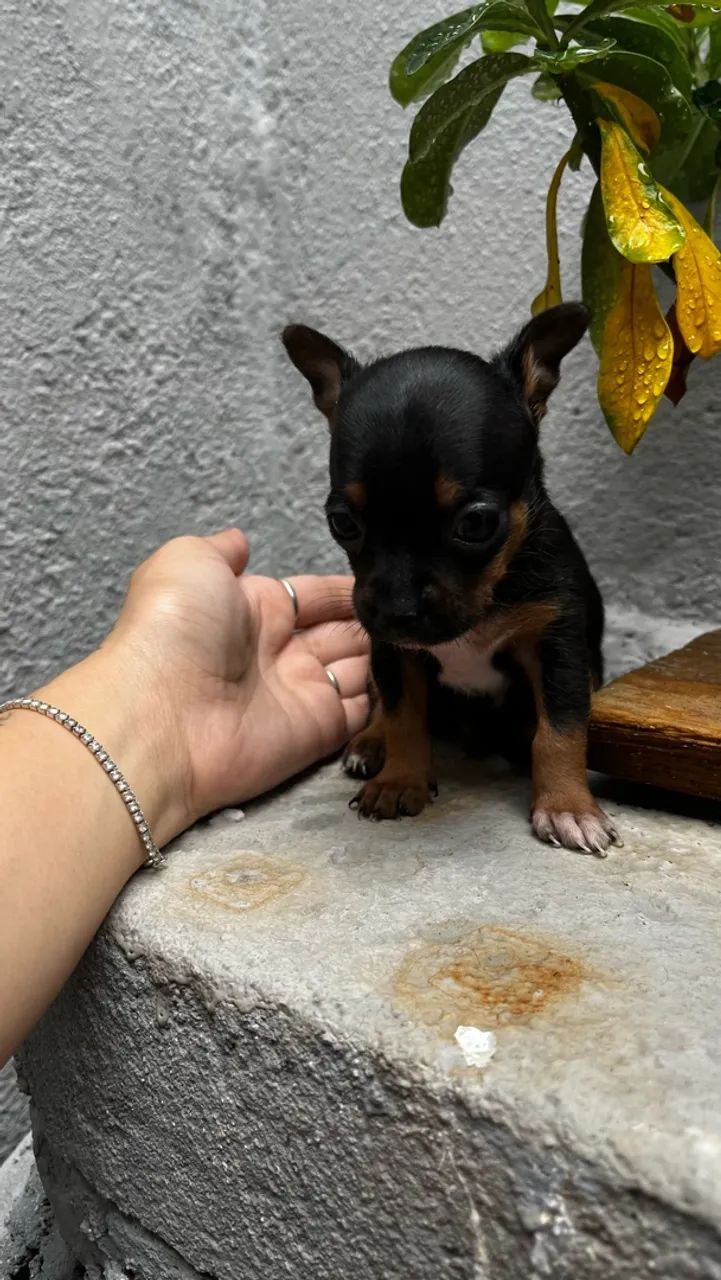 Pinscher  - Foto 3