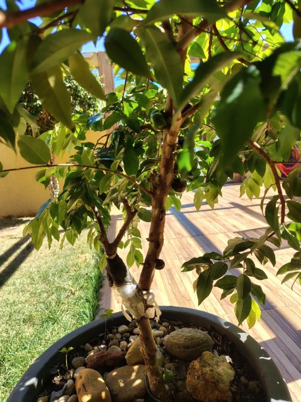 Muda de Jabuticaba Espécie Sabará Produzindo  - Foto 2