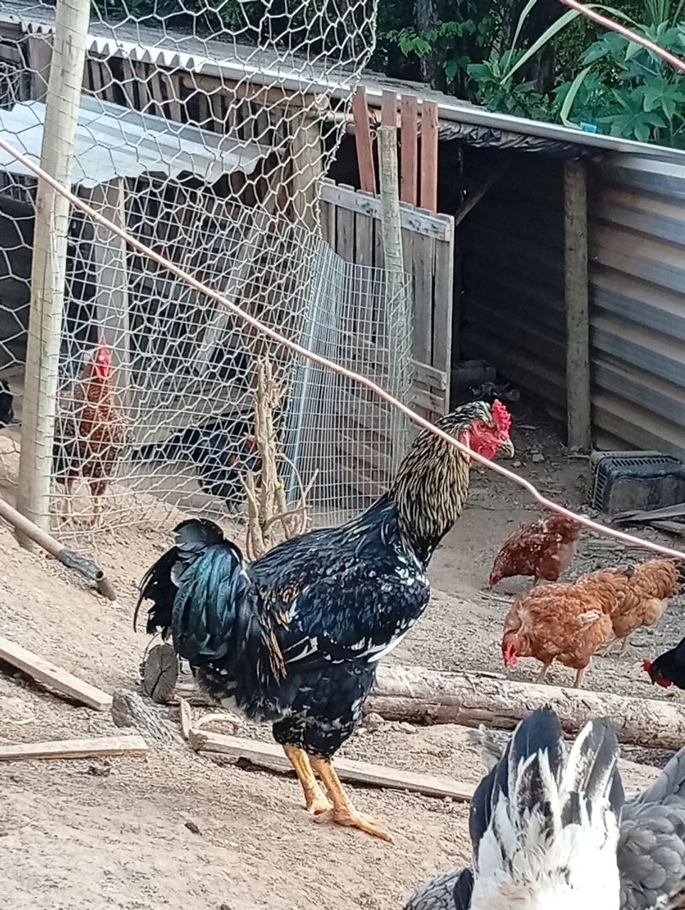 frango indio gigante com gsb  - Foto 3