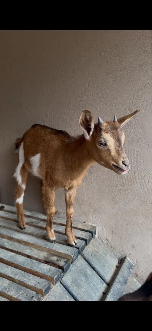 Mini cabra 