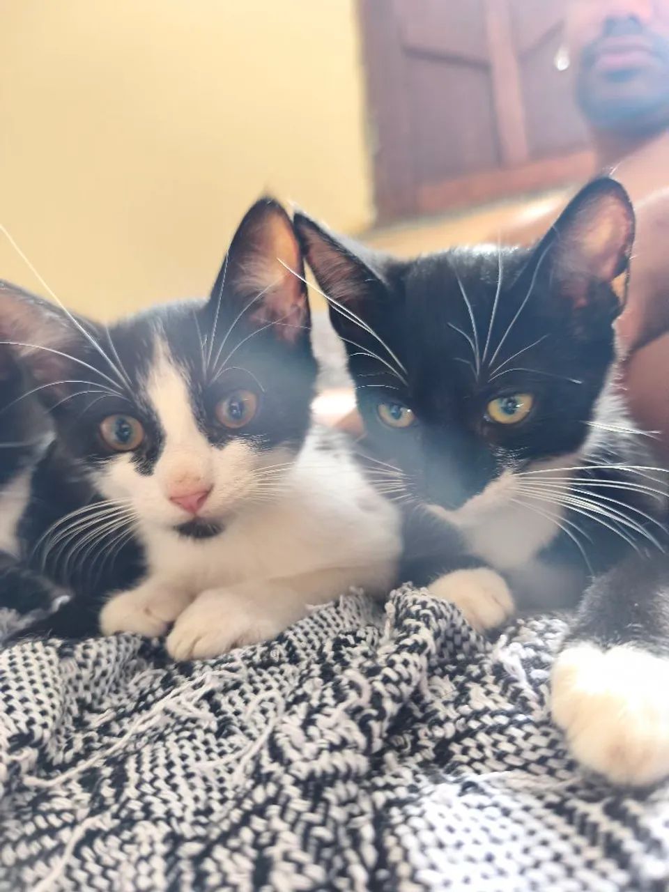 Filhotes para adoção  - Foto 5