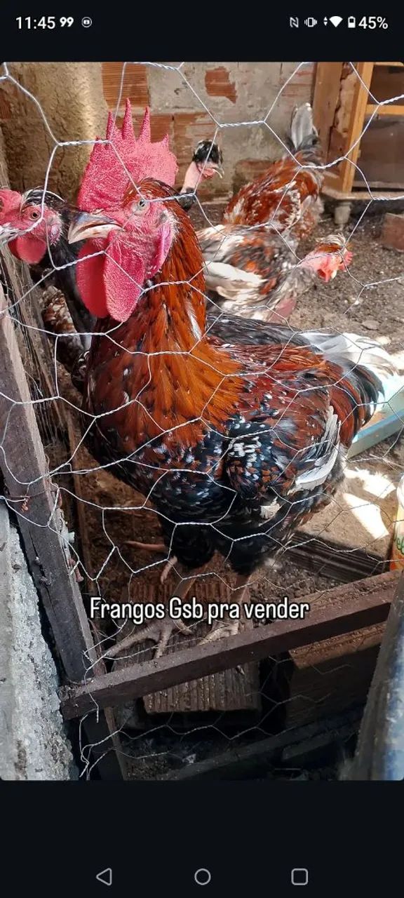 Frangos GSB