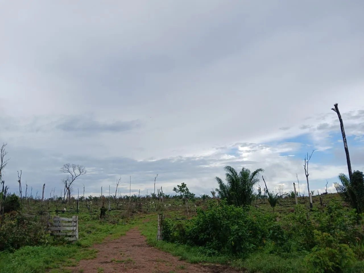 Fazenda com 100 hectares - Foto 4