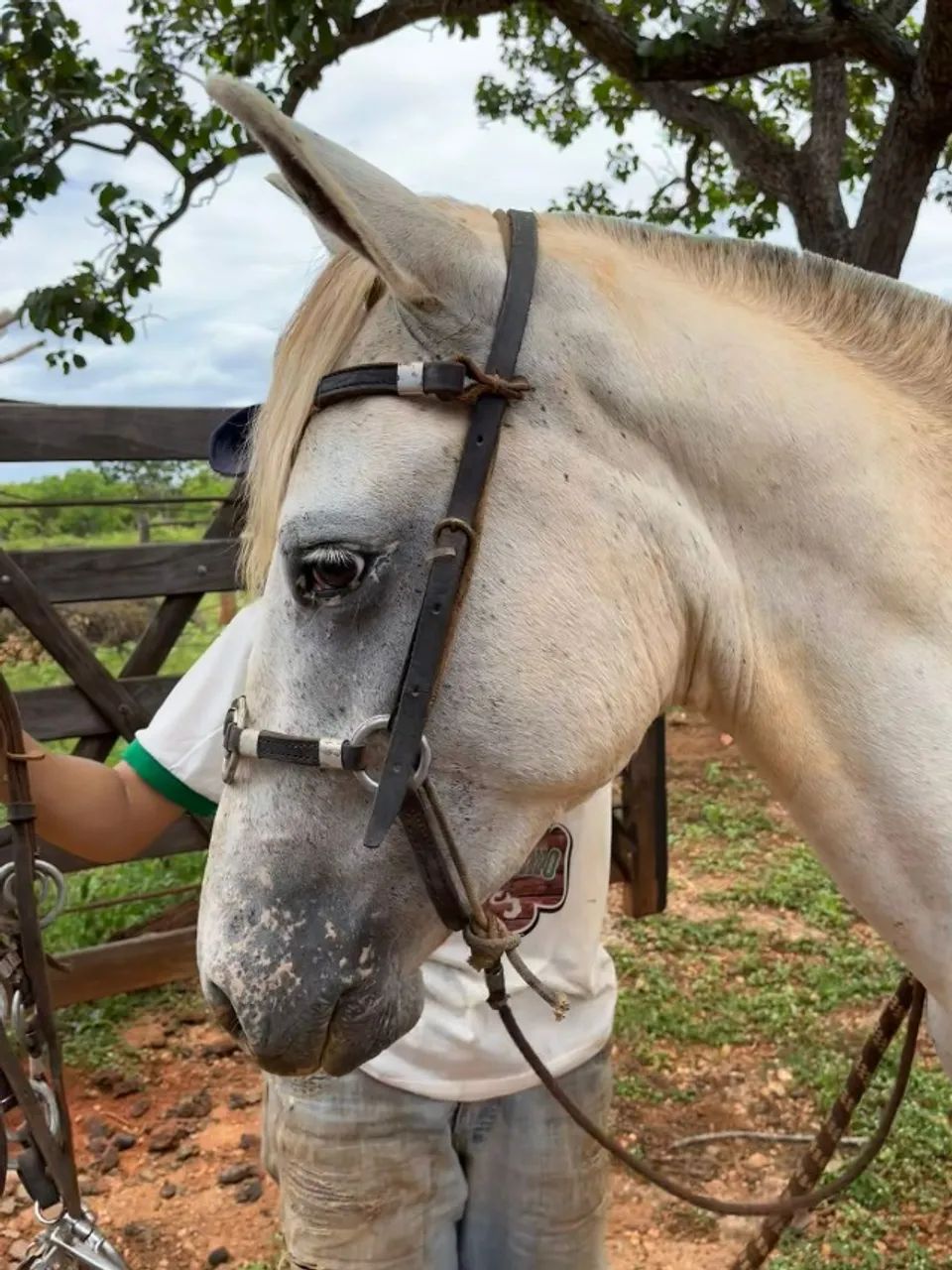 Cavalo Apalloosa  - Foto 2