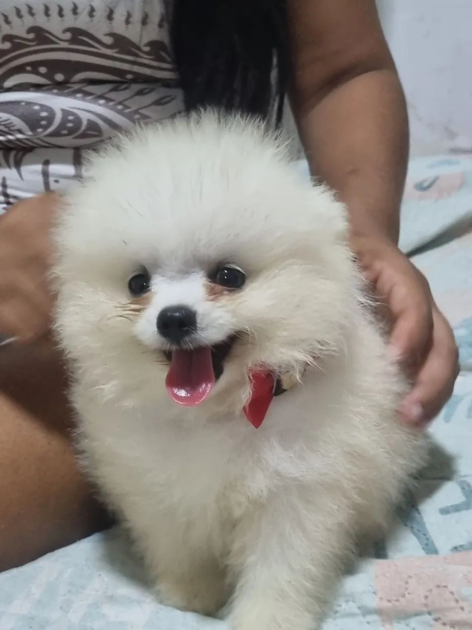 Spitz alema puro 100%