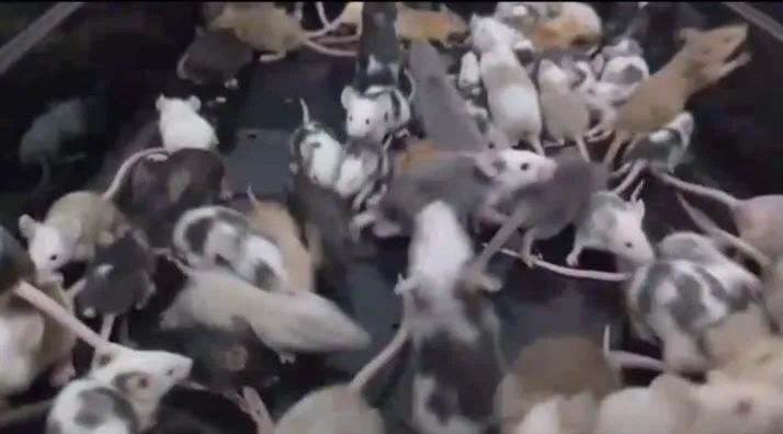 Ratos Twister, rato de laboratório, rato branco, mercol, neonatos, rato branco - Foto 5