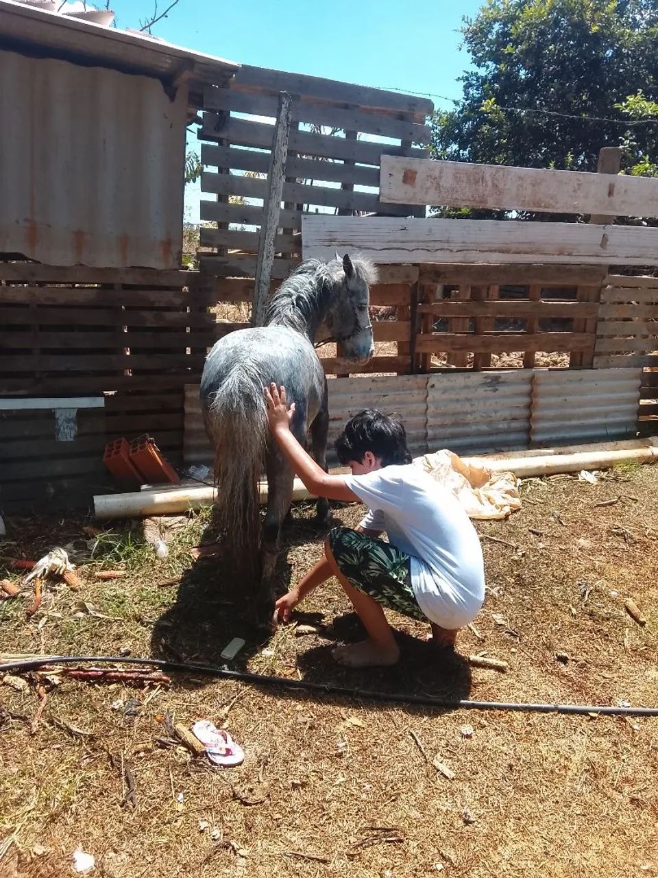 Mini pônei lindo e mansinho - Foto 2