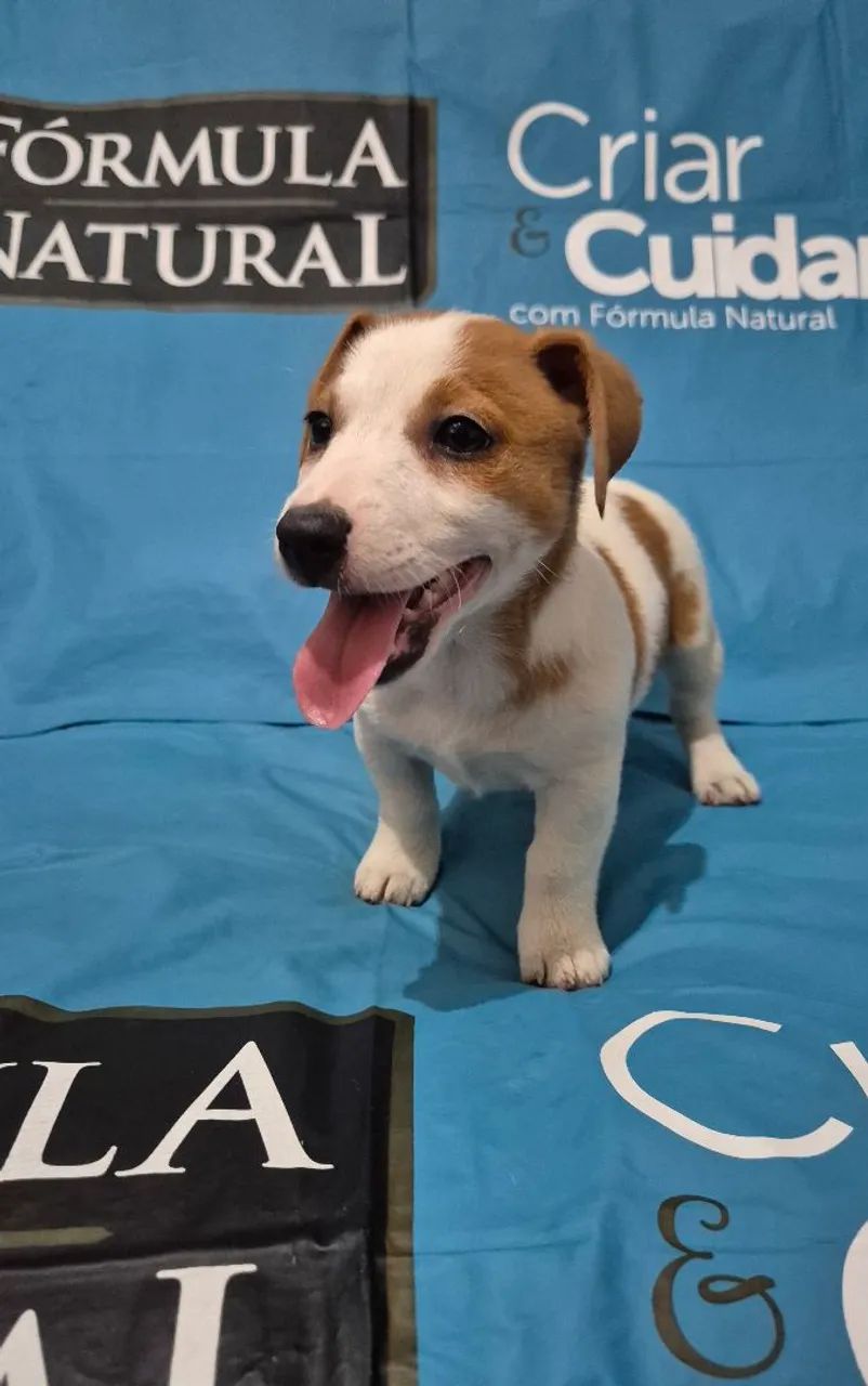 Jack Russell Terrier  - Foto 4