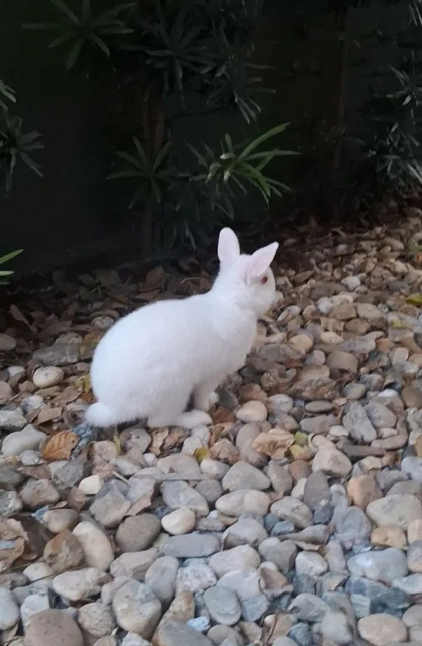 Mini coelho - Foto 2