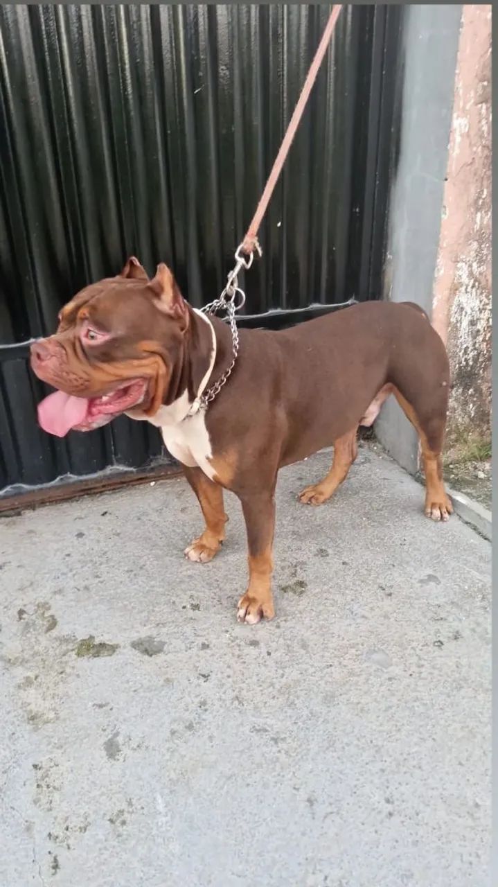 Fêmea american bully 6 meses - Foto 4