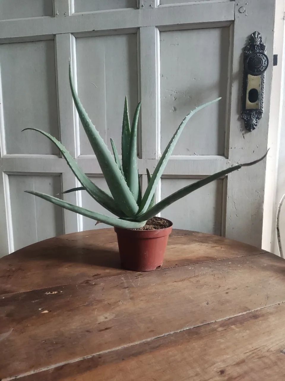 Muda de babosa Aloe Vera