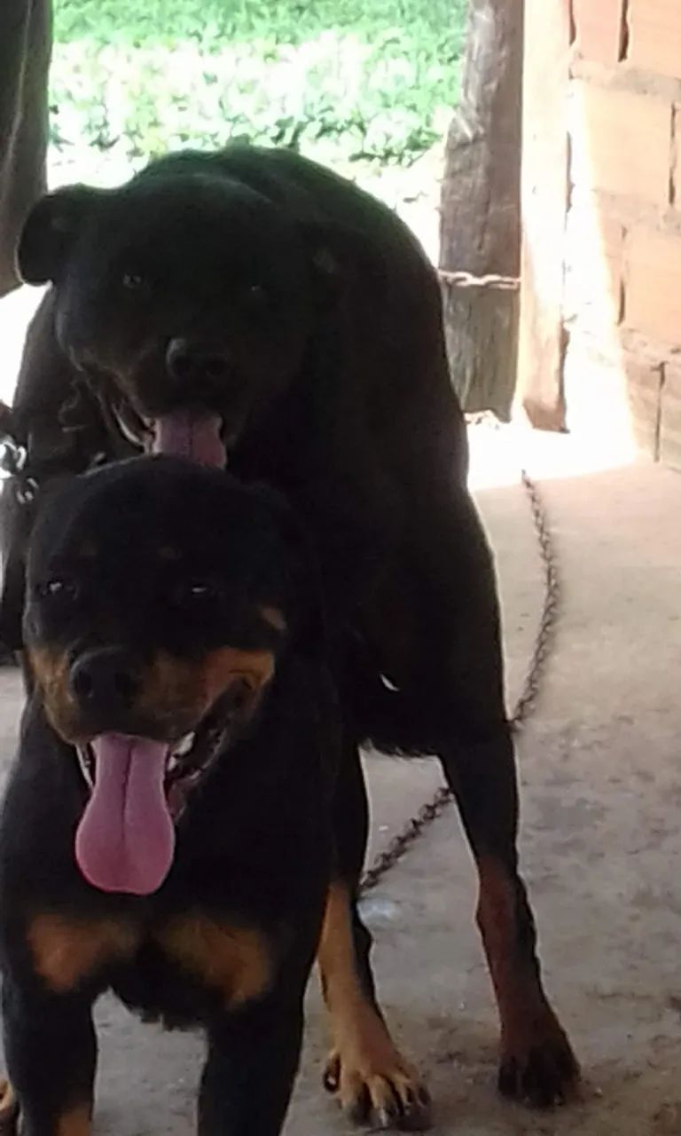 Rottweiler  - Foto 2