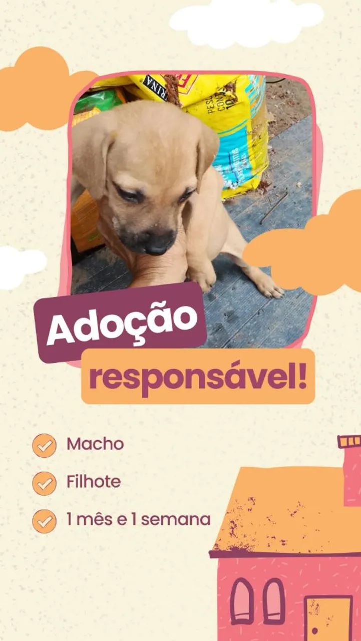 Doação de Filhotes  - Foto 4