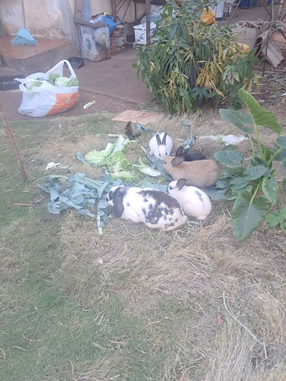 Coelhos