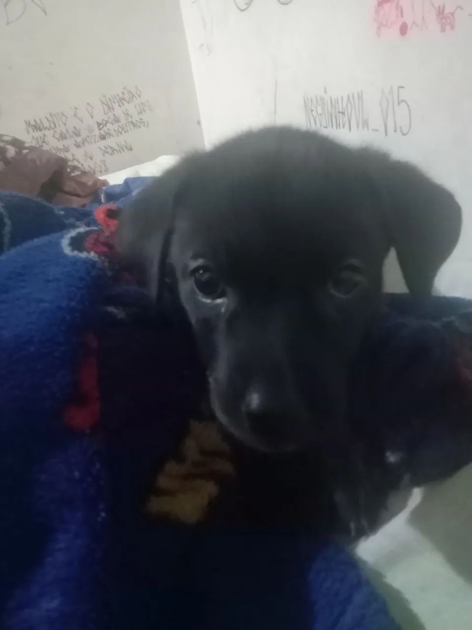 Doação de cachorro  - Foto 3