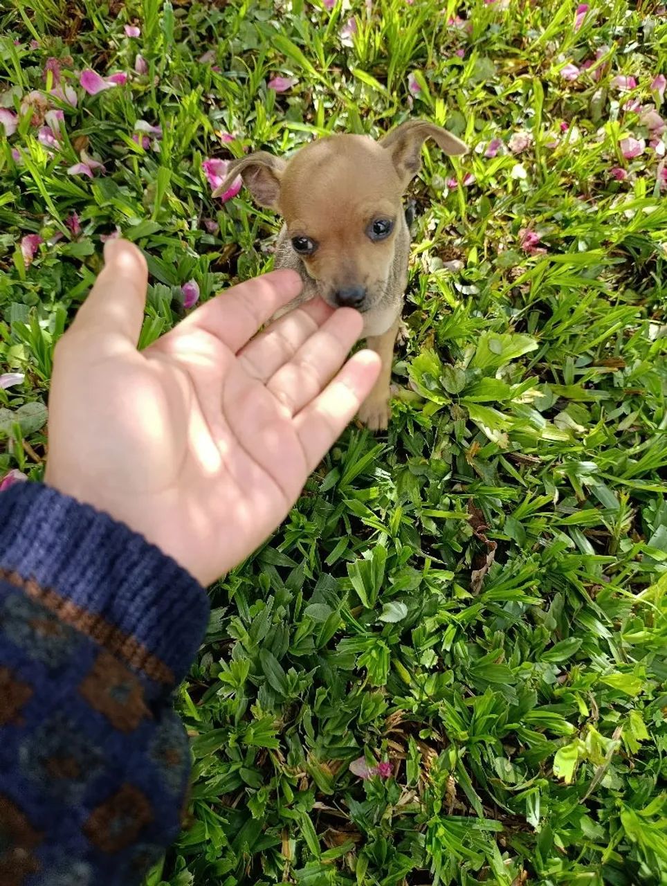 Pinscher 0 