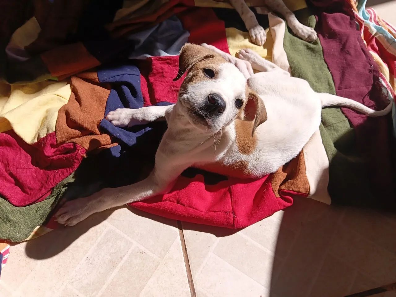 Cachorros para adoção - Foto 4