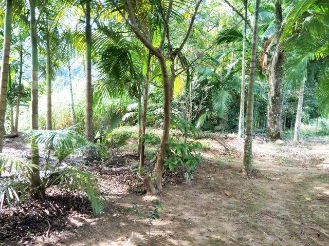 Sítio na cidade de Rodeio, estuda troca por apartamento em Timbó, um verdadeiro recanto - Foto 15