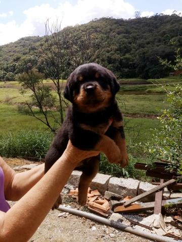 Rottweiler alto padrão - Foto 3