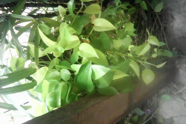 Plantas