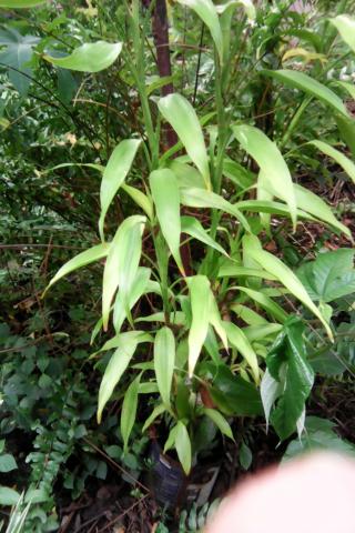 Plantas - Foto 5
