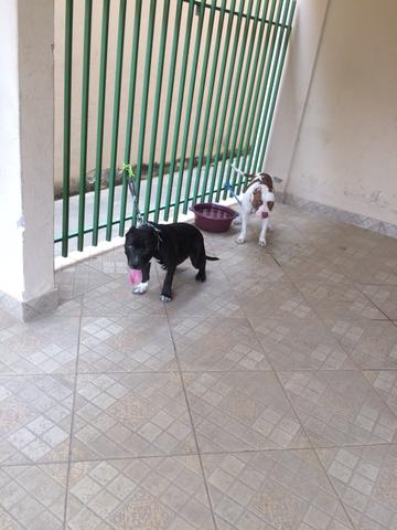 Vendo Pitbul bruto dms - Foto 5