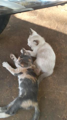 Doa-se gatinhos - Foto 6