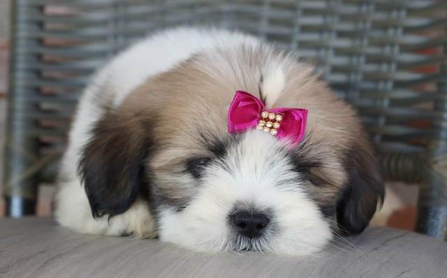 Lhasa Apso fêmea disponível! - Foto 3