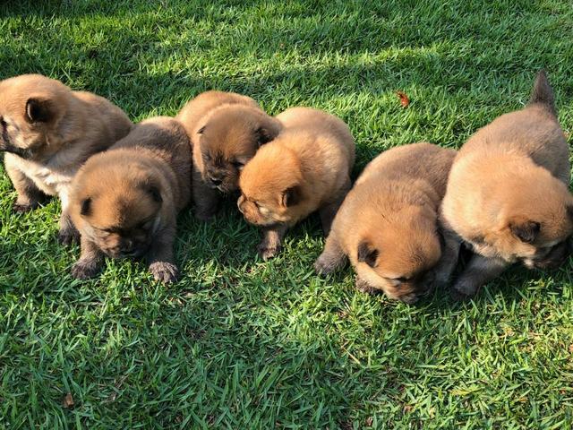 Chow chow - Foto 3