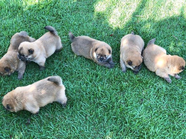 Chow chow - Foto 6